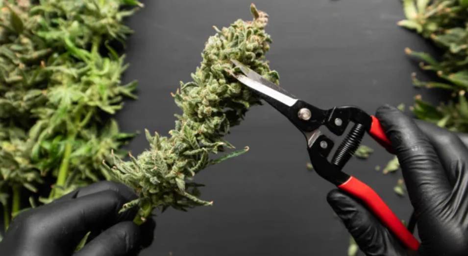 Trim Ripe Cannabis Buds