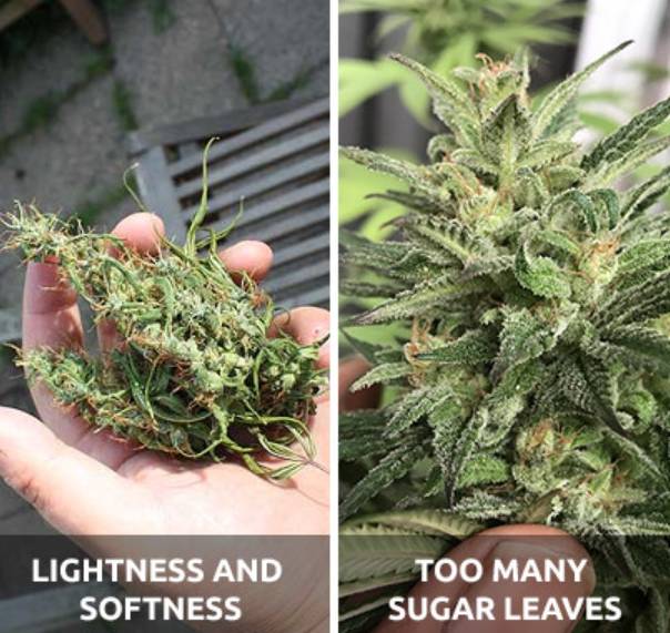 Wet Vs Dry Trim