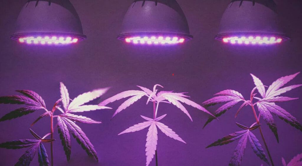 What Is PPFD And Why Is It an Important 