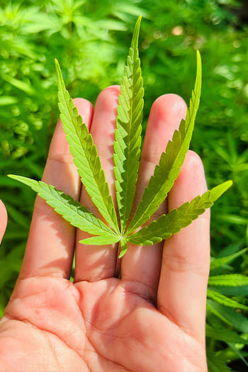 Allowance of Medical Marijuana in Illinois
