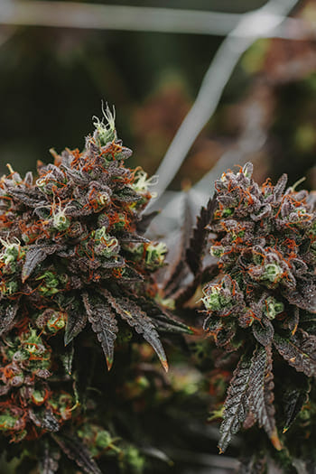 How to Get a Medical Marijuana Card in Florida