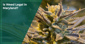 Is Weed Legal in Maryland