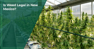Is Weed Legal in New Mexico
