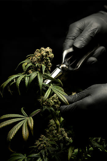 Is Weed Legal in New Mexico The Truth
