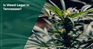 Is Weed Legal in Tennessee