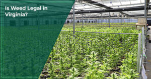 Is Weed Legal in Virginia