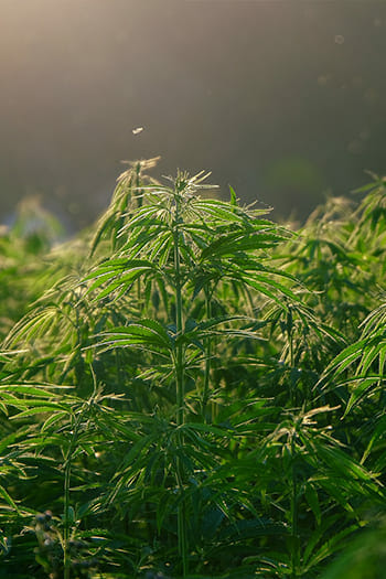Manufacturing andor Cultivation