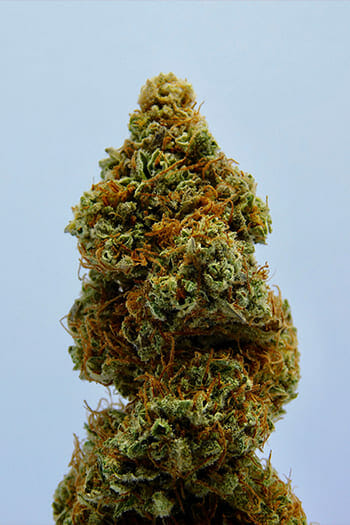 Medical Cannabis