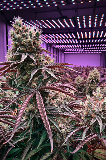 Qualifying Conditions For Medical Cannabis in Pennsylvania