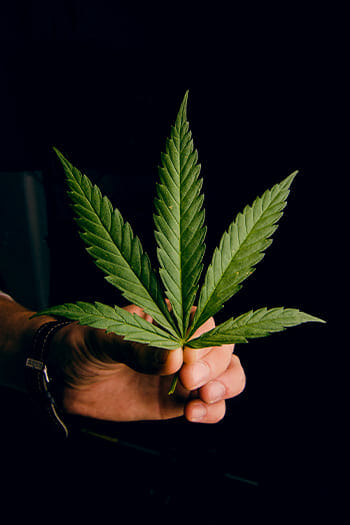 Weed and Oklahoma