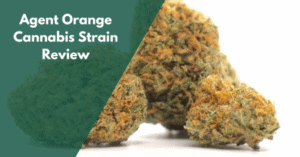 Agent Orange Cannabis Strain Review