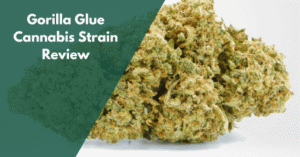 Gorilla Glue Cannabis Strain Review