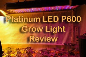 Platinum LED P600 - Featured