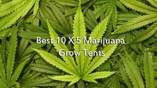 Best 10 X 5 Marijuana Grow Tents 2018 Complete Reviews & Buyer's Guide