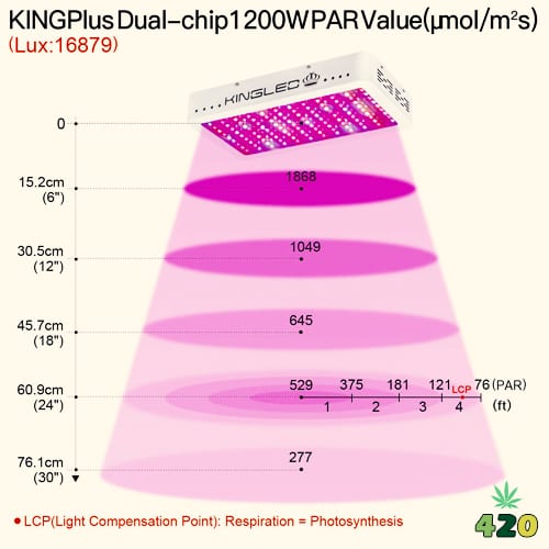 King Plus 1200w PAR value.jpg