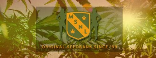 MARIJUANA SEED (MSNL) Seed Bank Review