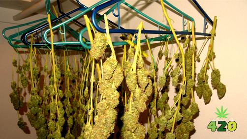 hanging buds of cannabis.jpg