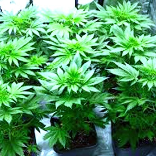 Cannabis Light Schedules Vegetative Stage vs Flowering Stage 1