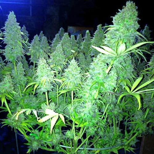 Cannabis Light Schedules Vegetative Stage vs Flowering Stage 2
