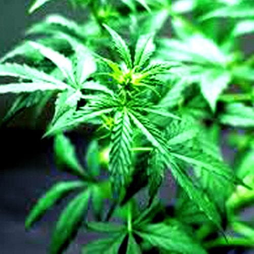 Cannabis Light Schedules Vegetative Stage vs Flowering Stage