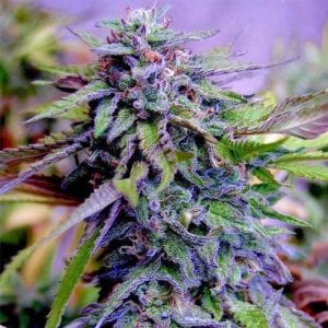 Purple space cookies cannabis strain
