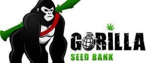 GORILLA Seed Bank Review