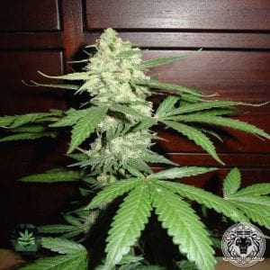 Top 20 Best feminized Seeds on the Online Market – Picked & Reviewed by Experts