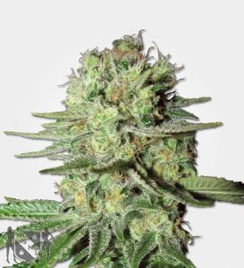 Best Mold Resistant Strain That You Can Buy Right Now – Tough Cannabis Seeds 2019