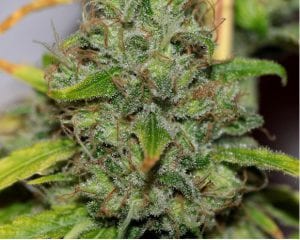 Highest Yielding Strains You Have Ever Seen – 20 Extremely Yielding Marijuana Seeds!