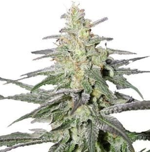 Best Mold Resistant Strain That You Can Buy Right Now – Tough Cannabis Seeds 2019