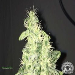 TOP 10 Extreme Medicinal Marijuana Strains Review - High CBD Seeds ONLY 