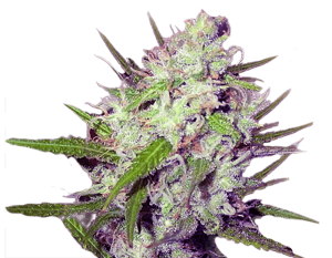 Highest Yielding Strains You Have Ever Seen – 20 Extremely Yielding Marijuana Seeds!