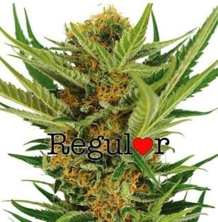TOP 25 BEST REGULAR SEEDS - Regular Marijuana Ultimate List