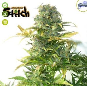 MUST- HAVE List of TOP Fastest Flowering Strains of 2019 – SPEEDY CANNABIS AT HOME
