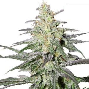 Attitude Seed Bank Review – Largest Collection of Cannabis Seeds
