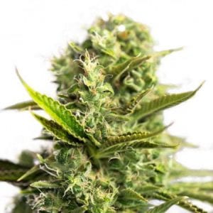 MUST- HAVE List of TOP Fastest Flowering Strains of 2019 – SPEEDY CANNABIS AT HOME