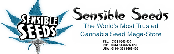 Sensible Seed Bank Review – Most Trusted Cannabis Mega-Store