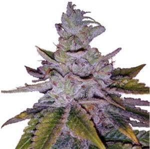 Purple Kush cannabis strain