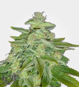 Marijuana Seeds NL (MSNL) SEEDS BANK REVIEW – Authentic and Reliable Online Seed Bank