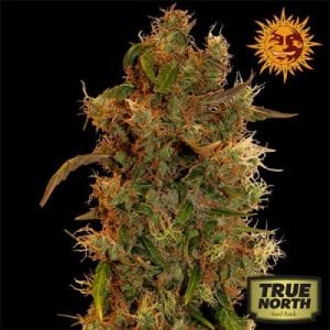 True North Seed Bank Review – Vastly Popular Online Marijuana Seedbank