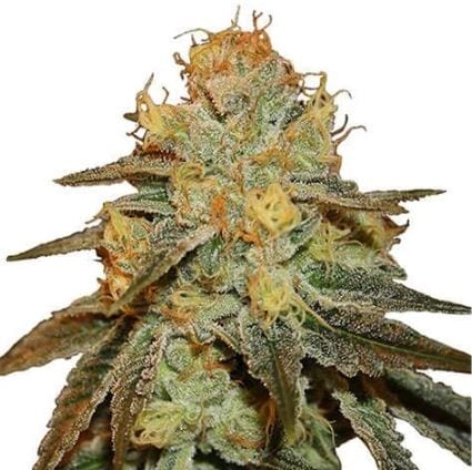 Bruce Banner Strain Review – Big, Strong & Powerful Cannabis Seeds