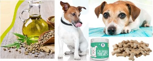 Top 7 CBD & Hemp Oil Dog Treats Review – Edibles to Calm Your Anxious Dogs