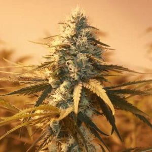 Nirvana Seed Bank Review – Quality Cannabis Seed Seller Since 1995