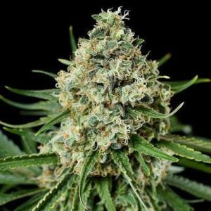 Nirvana Seed Bank Review – Quality Cannabis Seed Seller Since 1995