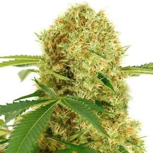 White Widow Cannabis Strain Review