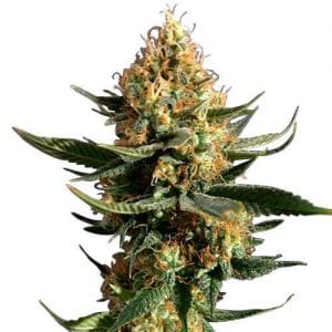chemdawg cannabis strain