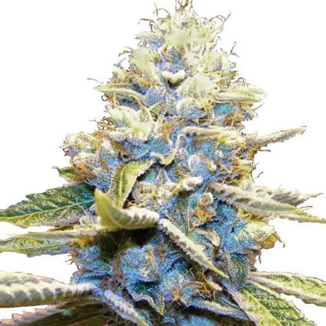 skywalker og cannabis strain