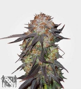 Purple Pineberry Feminized Cannabis Seeds from MSNL Seed Bank