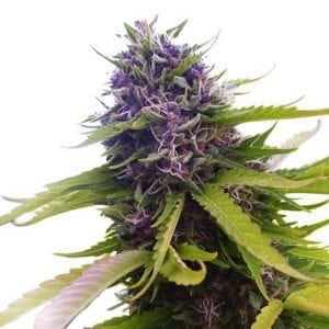 Blueberry marijuana grow
