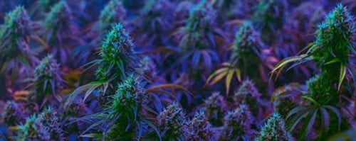 Best Purple Cannabis Strains Review